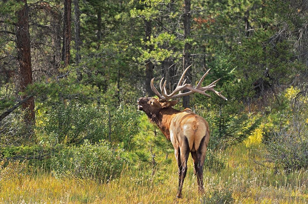 Canada-Alberta-Jasper National Park Male elk calling art print by Jaynes Gallery for $57.95 CAD