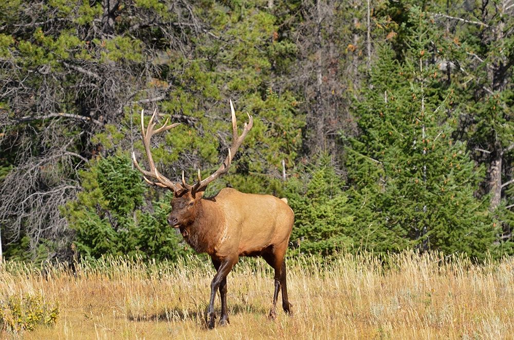 Canada-Alberta-Jasper National Park Male elk walking art print by Jaynes Gallery for $57.95 CAD