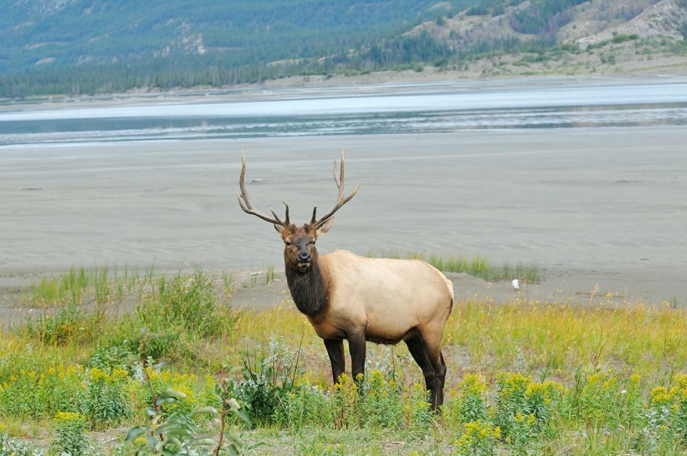 Canada-Alberta-Jasper National Park Male elk in field art print by Jaynes Gallery for $57.95 CAD