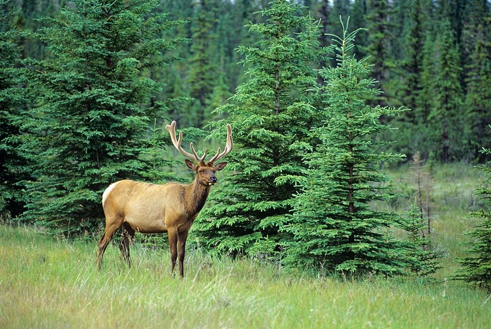 Canada-Alberta-Jasper National Park Male elk in field art print by Jaynes Gallery for $57.95 CAD