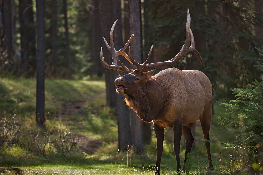 Canada-Alberta-Jasper National Park Male elk calling art print by Jaynes Gallery for $57.95 CAD