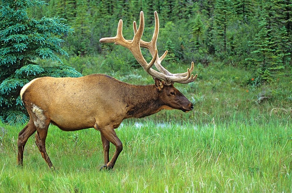 Canada-Alberta-Jasper National Park Male elk walking art print by Jaynes Gallery for $57.95 CAD