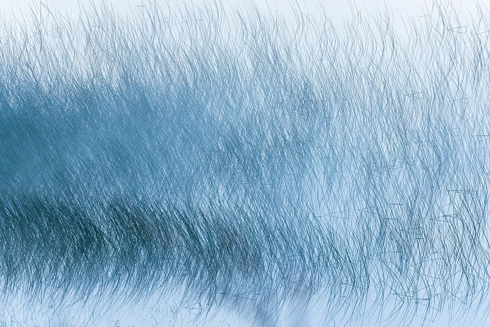 Canada-Alberta-Waterton Lakes National Park Reed pattern on Maskinonge Lake in fog art print by Jaynes Gallery for $57.95 CAD