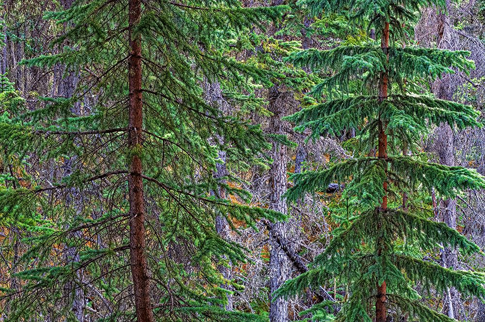 Canada-Alberta-Jasper National Park Spruce trees at Athabasca Falls art print by Jaynes Gallery for $57.95 CAD