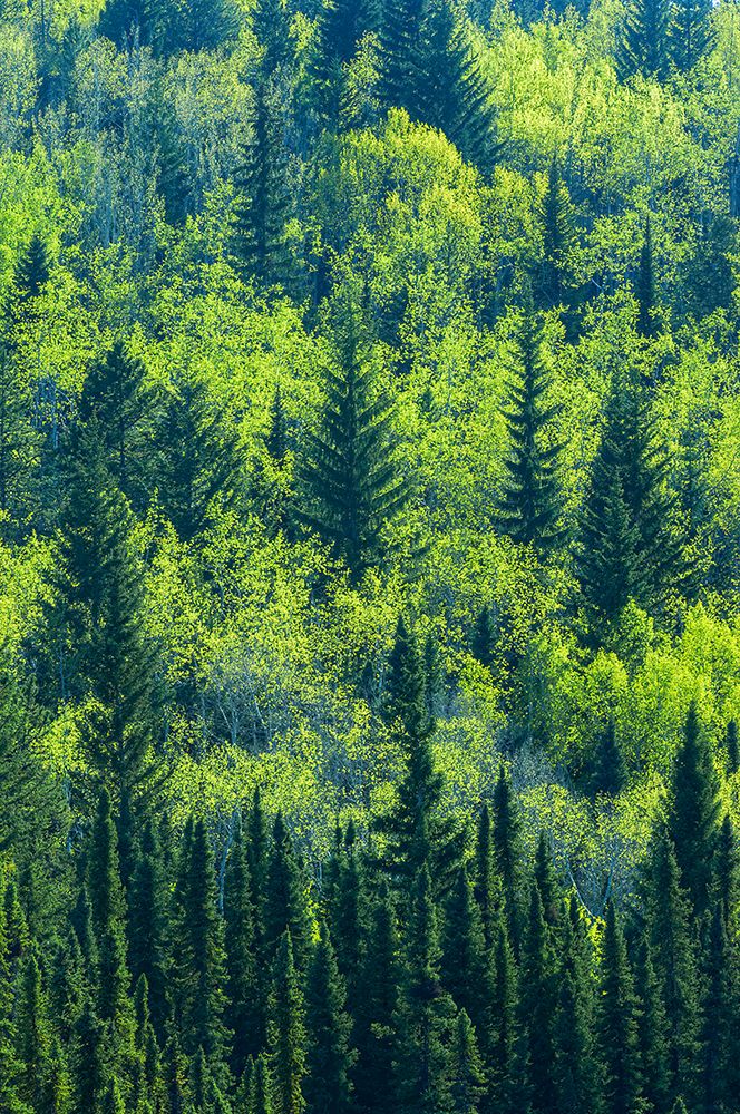 Canada-Alberta-Jasper National Park Spring foliage in mountainside forest art print by Jaynes Gallery for $57.95 CAD