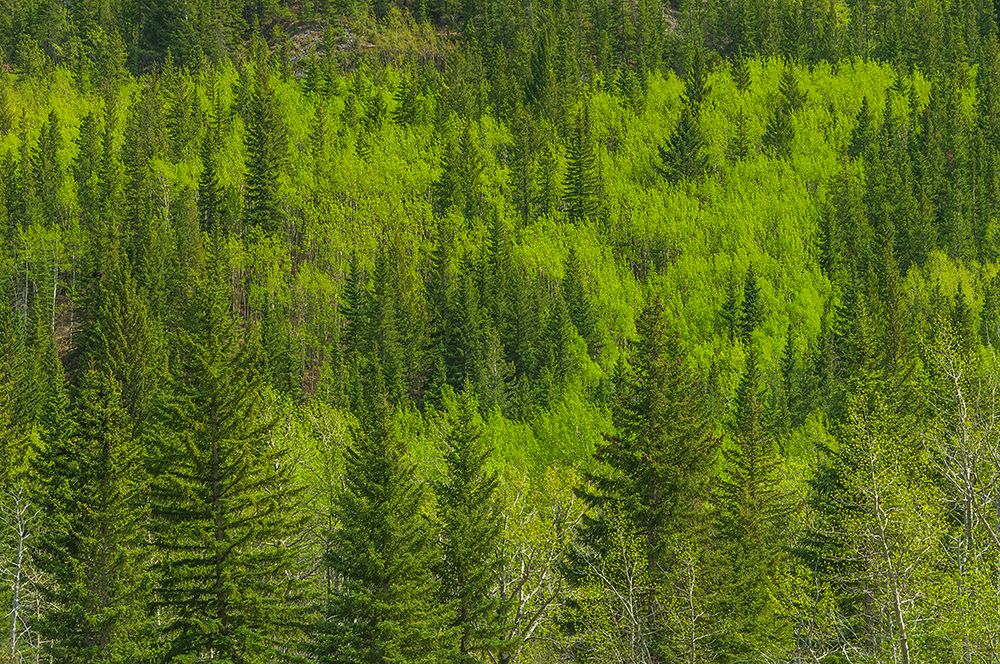 Canada-Alberta-Jasper National Park Spring foliage in mountainside forest art print by Jaynes Gallery for $57.95 CAD