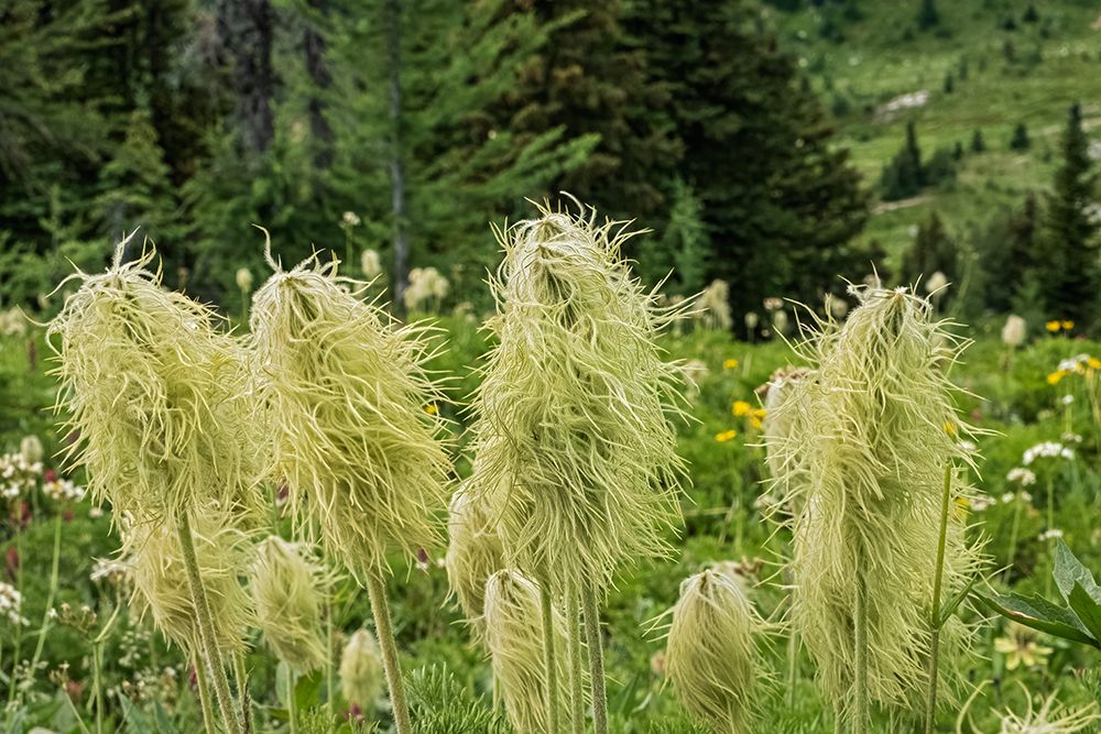 Canada-Alberta-Banff National Park Seedheads of white pasqueflowers in Sunshine Meadows art print by Jaynes Gallery for $57.95 CAD