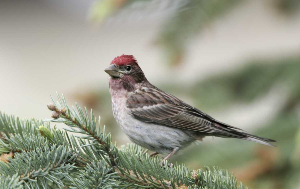 Canada, BC, Kamloops Cassins finch in a pine art print by Arthur Morris for $57.95 CAD