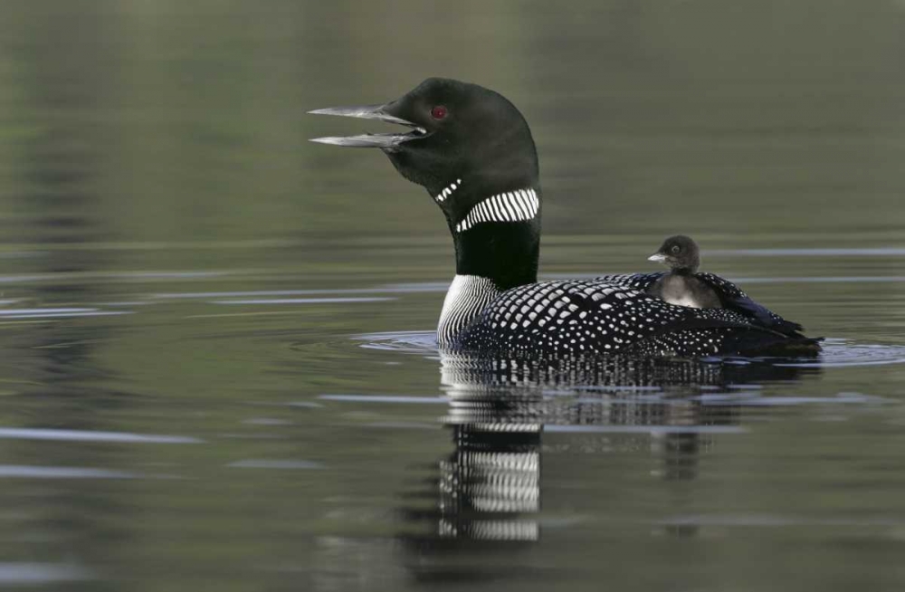 Canada, BC, Kamloops Common loon with chick art print by Arthur Morris for $57.95 CAD