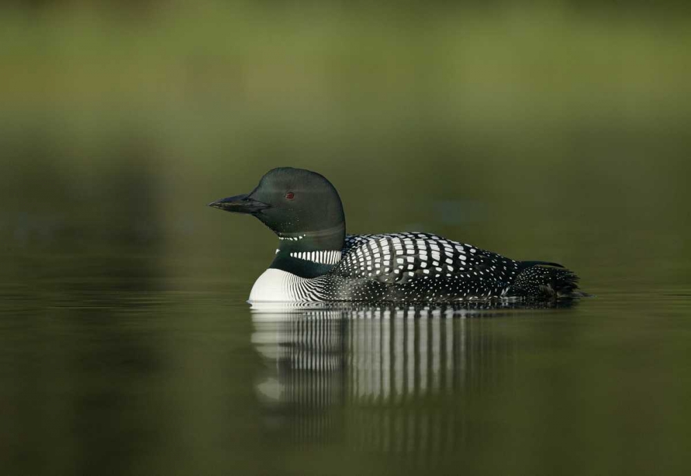 Canada, BC, Kamloops Portrait of common loon art print by Arthur Morris for $57.95 CAD