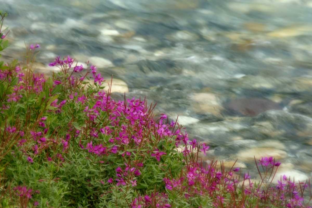 Canada, Kootenay NP Fireweed grows by stream art print by Don Paulson for $57.95 CAD