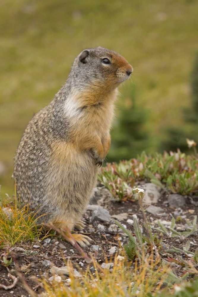 Canada, BC, Banff NP Columbian ground squirrel art print by Don Paulson for $57.95 CAD