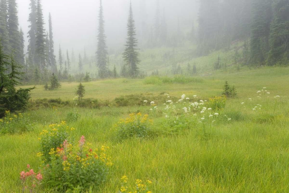 Canada, BC, Revelstoke NP Misty meadow scenic art print by Don Paulson for $57.95 CAD