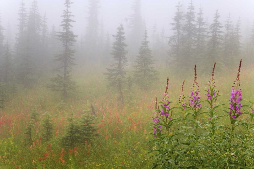 Canada, BC, Revelstoke NP Misty meadow scenic art print by Don Paulson for $57.95 CAD