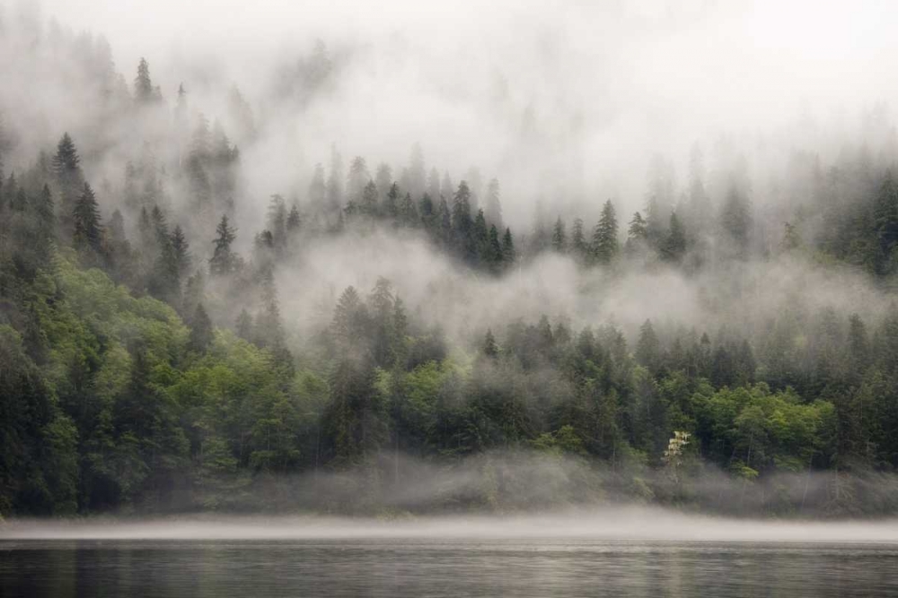 Canada, BC, Fog-shrouded forest by ocean inlet art print by Don Paulson for $57.95 CAD