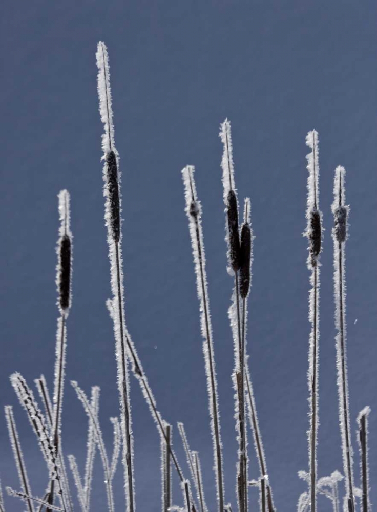 Canada, BC Bulrushes coated with hoar frost art print by Bill Young for $57.95 CAD