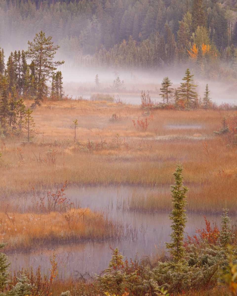 Canada, BC, Mount Robson PP Wetlands in autumn art print by Don Paulson for $57.95 CAD