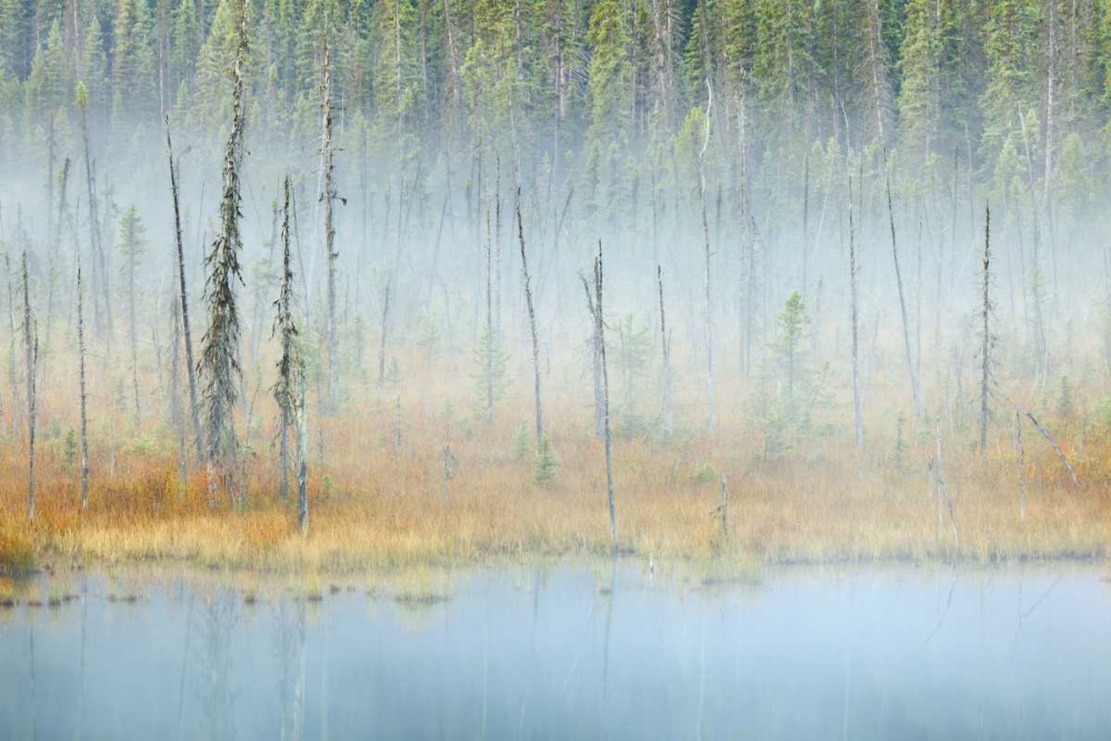 Canada, BC, Mt Robson PP Foggy pond and forest art print by Don Paulson for $57.95 CAD