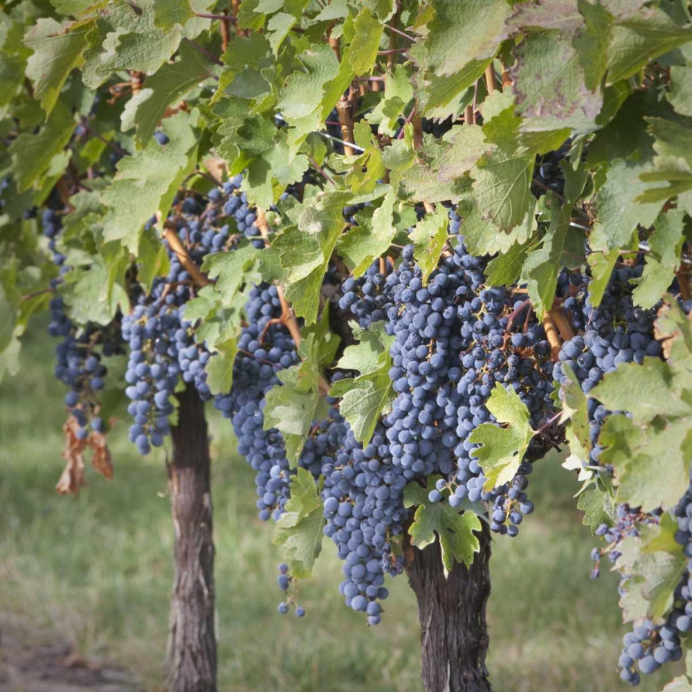 Canada, BC, Osoyoos Purple grapes in vineyards art print by Don Paulson for $57.95 CAD