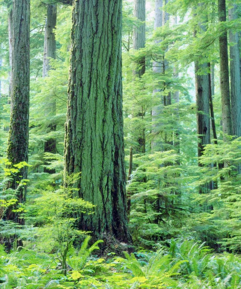 Canada, Vancouver Isl Old-growth Douglas Fir art print by Christopher Talbot Frank for $57.95 CAD