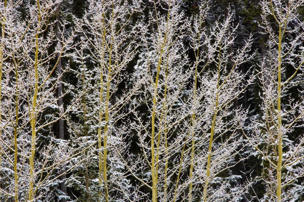 Canada, BC, Mt Robson PP Hoarfrost on aspens art print by Mike Grandmaison for $57.95 CAD