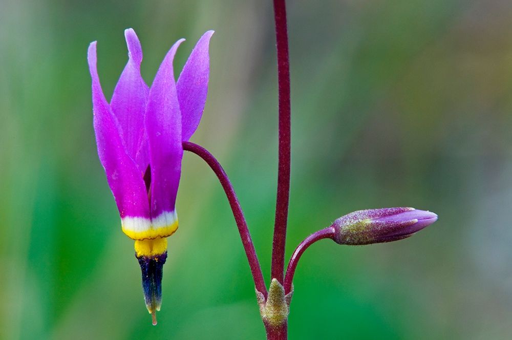 Canada-British Columbia-Kootenay National Park Common shooting star flower close-up art print by Jaynes Gallery for $57.95 CAD