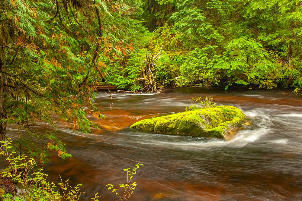 Canada-British Columbia-Inside Passage Stream and forest in Hartley Bay art print by Jaynes Gallery for $57.95 CAD