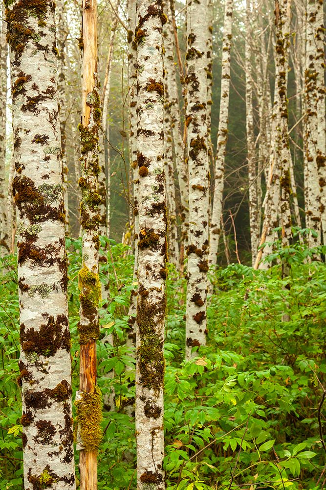 Canada-British Columbia-Inside Passage Birch trees on Gribbell Island art print by Jaynes Gallery for $57.95 CAD