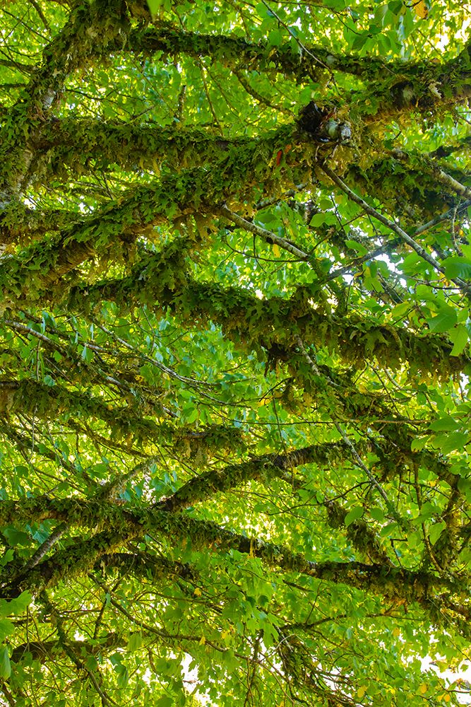 Canada-British Columbia-Inside Passage Moss-covered trees on Village Island art print by Jaynes Gallery for $57.95 CAD