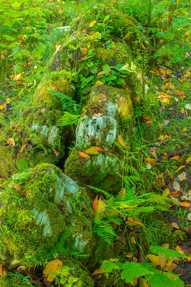 Canada-British Columbia-Inside Passage Moss-covered fallen totem on Village Island art print by Jaynes Gallery for $57.95 CAD