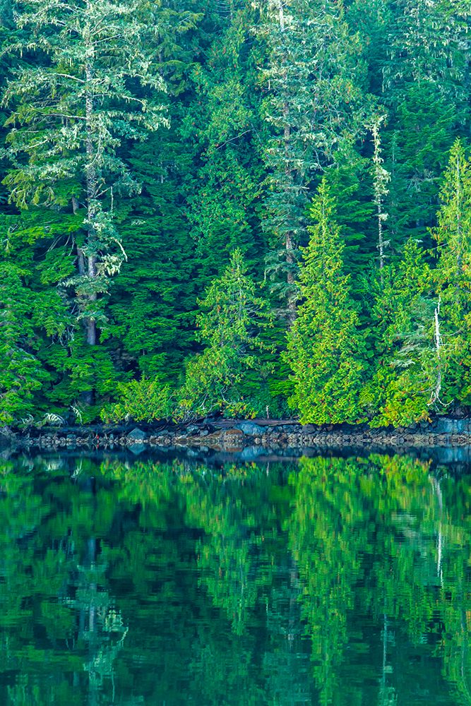 Canada-British Columbia-Inside Passage Forest reflection in water art print by Jaynes Gallery for $57.95 CAD
