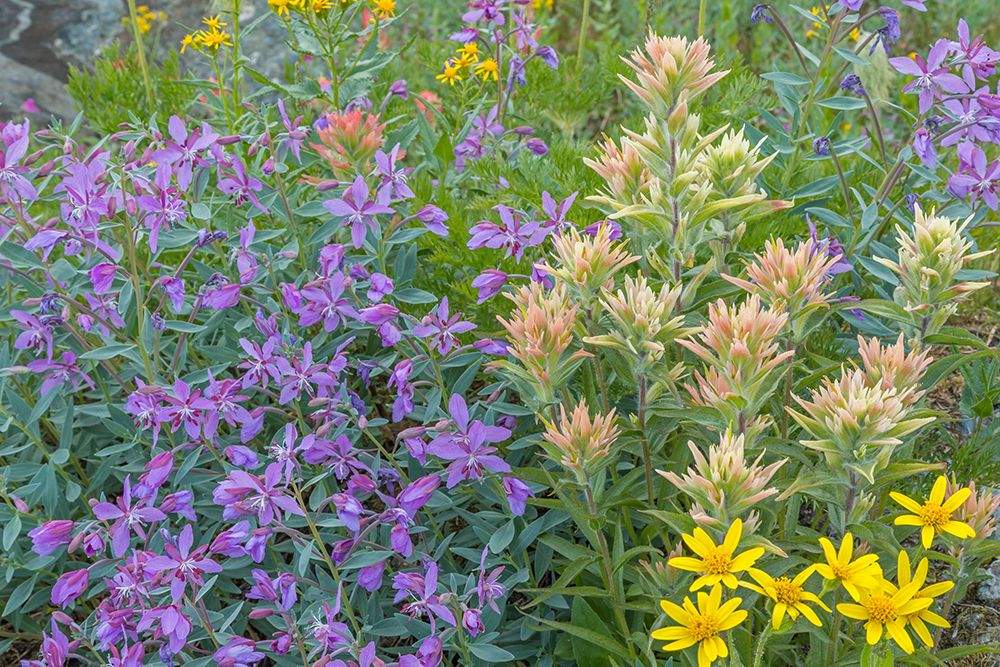 Canada, British Columbia, Selkirk Mountains. Wildflowers in meadow. art print by Jaynes Gallery for $57.95 CAD