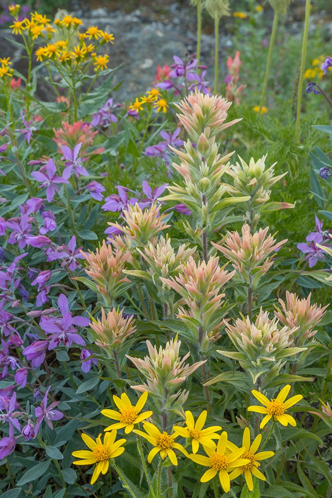 Canada, British Columbia, Selkirk Mountains. Wildflowers in meadow. art print by Jaynes Gallery for $57.95 CAD
