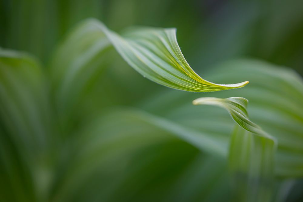 Canada, British Columbia, Selkirk Mountains. False hellebore leaves close-up. art print by Jaynes Gallery for $57.95 CAD