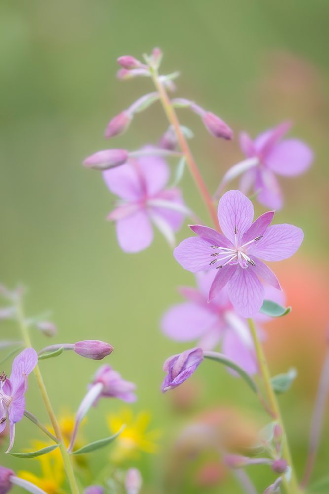Canada, British Columbia, Selkirk Mountains. River beauty flowers close-up. art print by Jaynes Gallery for $57.95 CAD