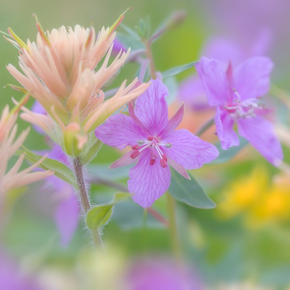Canada, British Columbia, Selkirk Mountains. Closeup of river beauty and Indian paintbrush flowers. art print by Jaynes Gallery for $57.95 CAD