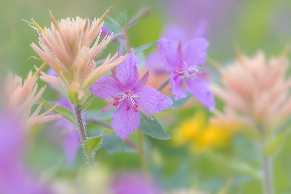 Canada, British Columbia, Selkirk Mountains. Closeup of river beauty and Indian paintbrush flowers. art print by Jaynes Gallery for $57.95 CAD