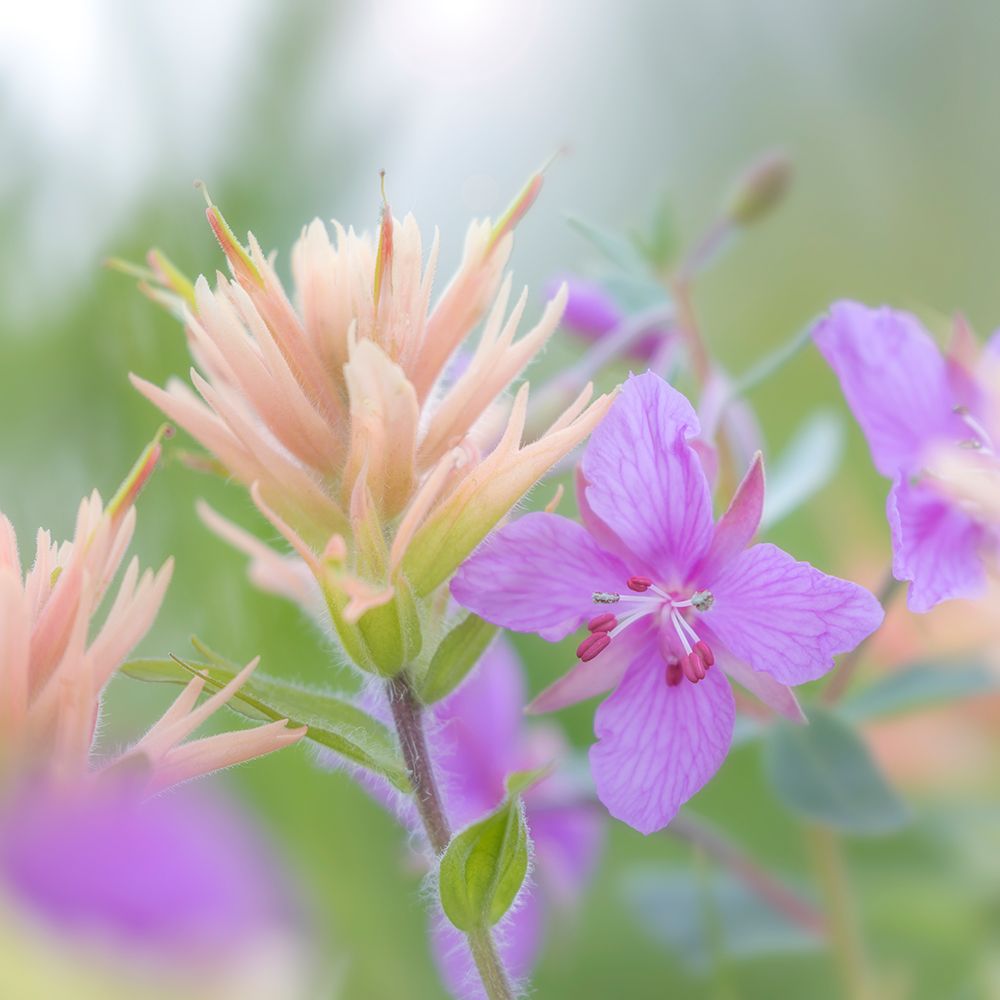 Canada, British Columbia, Selkirk Mountains. Closeup of river beauty and Indian paintbrush flowers. art print by Jaynes Gallery for $57.95 CAD