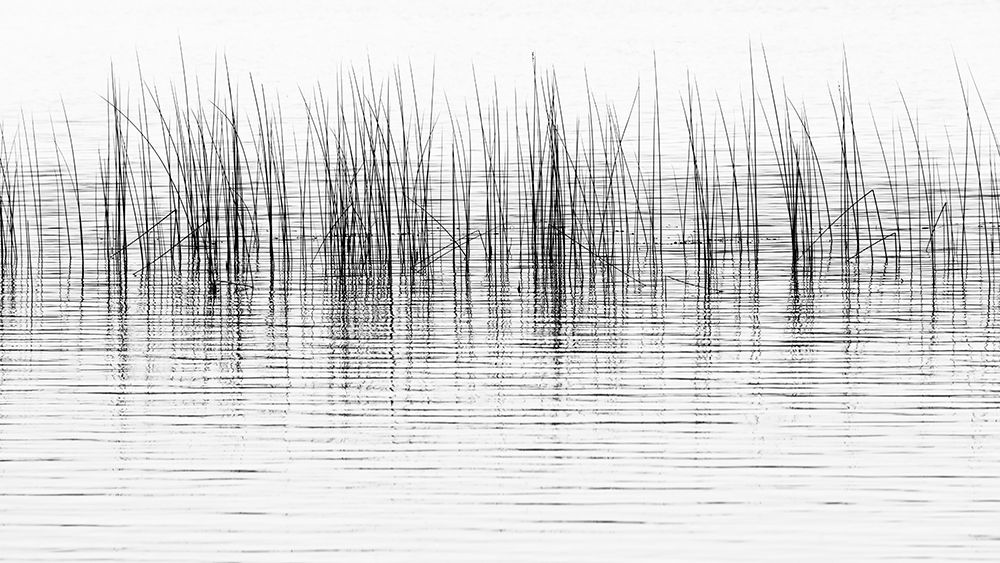 Canada, British Columbia. Black and white of reeds reflect in Lac Le Jeune. art print by Jaynes Gallery for $57.95 CAD