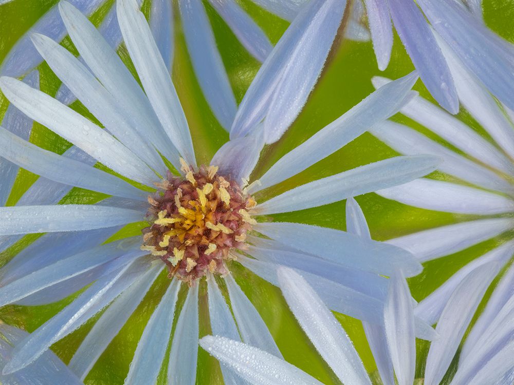 Canada, British Columbia. Painterly close-up of light blue wildflowers. art print by Jaynes Gallery for $57.95 CAD