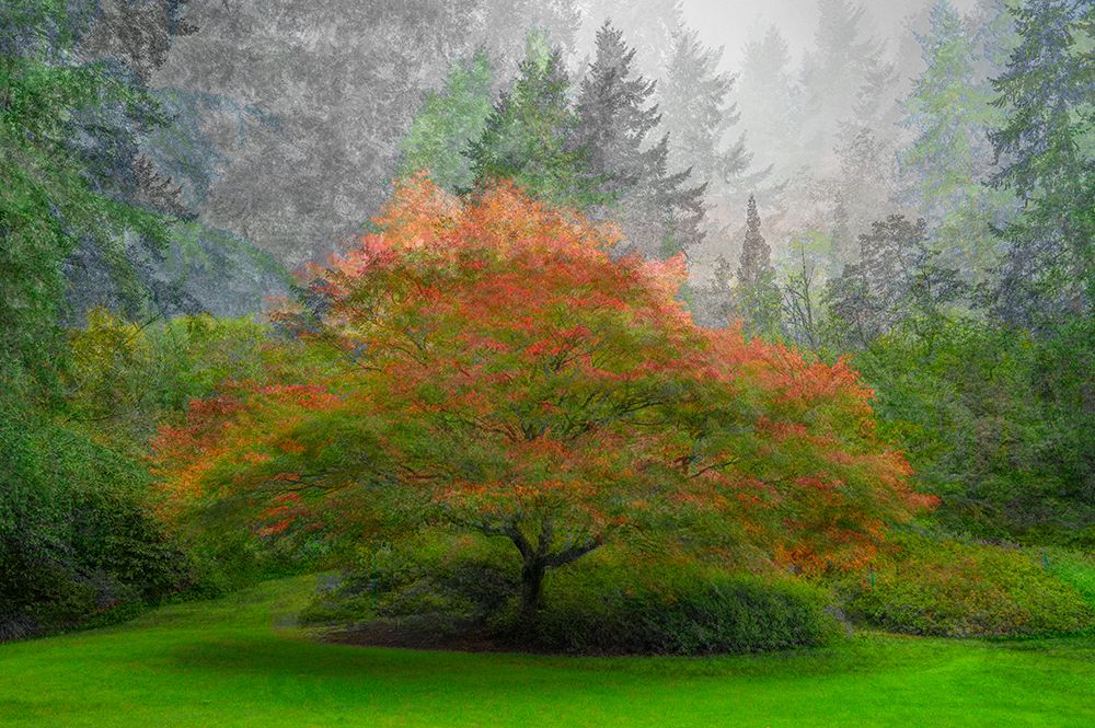 Canada, British Columbia, Vancouver. Abstract of autumn tree in VanDusen Botanical Gardens. art print by Jaynes Gallery for $57.95 CAD