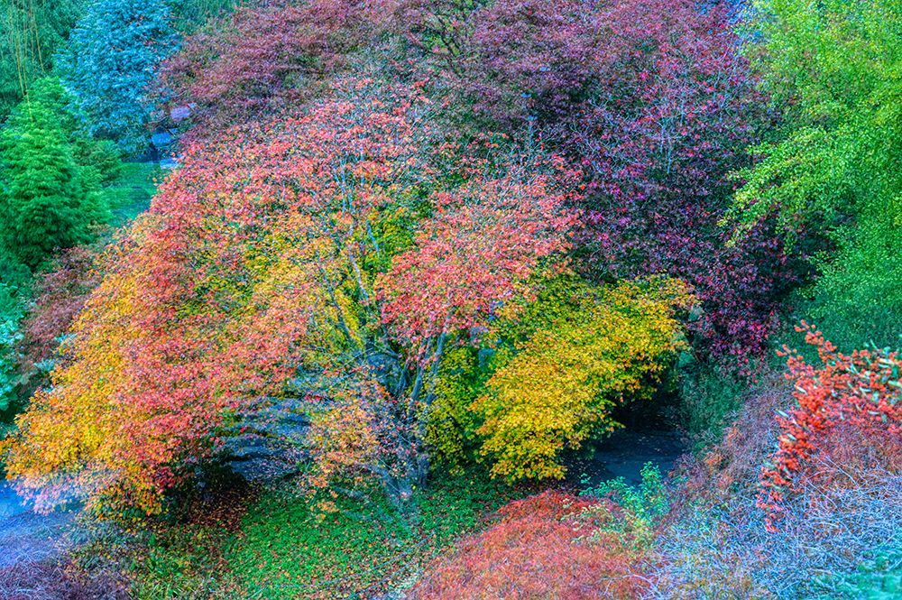Canada, British Columbia, Vancouver. Composite abstract of trees in autumn colors. art print by Jaynes Gallery for $57.95 CAD