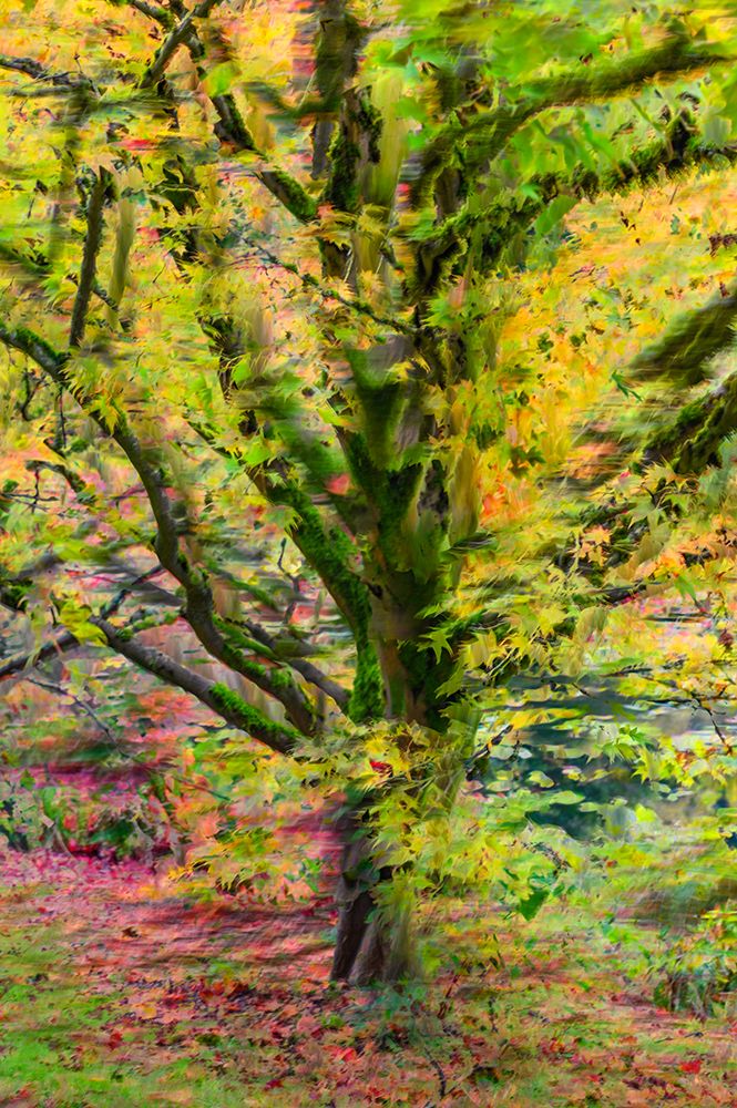 Canada, British Columbia, Vancouver. Abstract of autumn tree in VanDusen Botanical Gardens. art print by Jaynes Gallery for $57.95 CAD