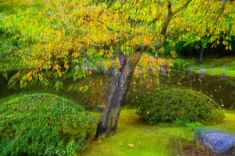 Canada, British Columbia, Vancouver. Autumn composite scenic with tree and pond. art print by Jaynes Gallery for $57.95 CAD