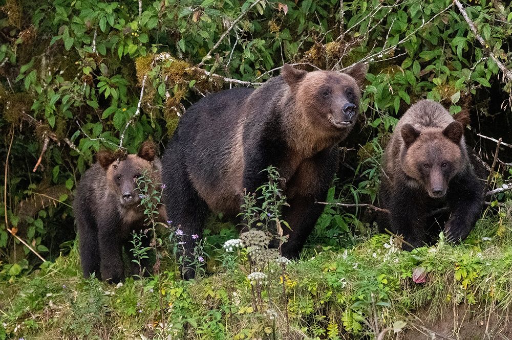 Canada-British Columbia-Great Bear Rainforest Khutze Inlet Brown bear mother and cubs art print by Cindy Miller Hopkins for $57.95 CAD