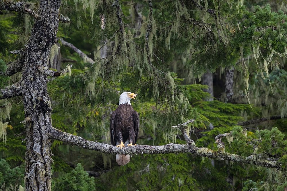 Canada-British Columbia A Bald Eagle perches on a limb amid Bearded Lichen art print by Gary Luhm for $57.95 CAD