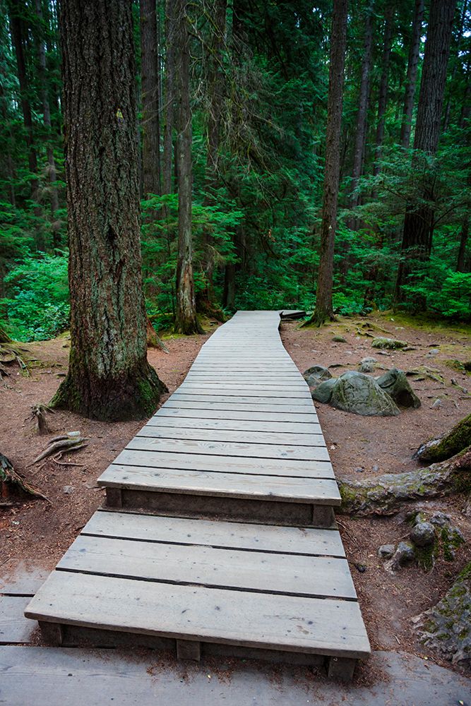 Lynn Canyon river trail, North Vancouver, British Columbia, Canada. art print by Rob Casey for $57.95 CAD