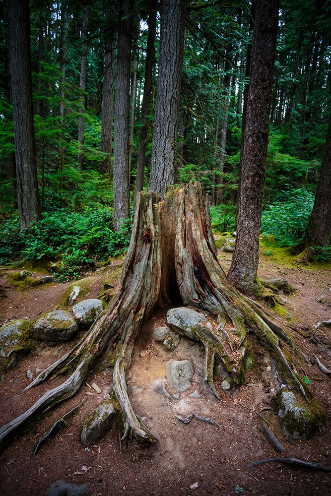 Old growth tree stump in forest, Lynn Canyon Park, North Vancouver, British Columbia, Canada. art print by Rob Casey for $57.95 CAD