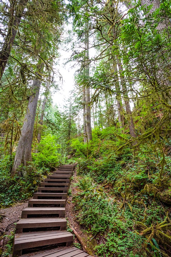 Lynn Canyon river trail, North Vancouver, British Columbia, Canada. art print by Rob Casey for $57.95 CAD
