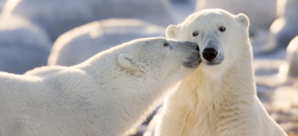 Canada, Manitoba, Churchill Polar bear kiss art print by Wendy Kaveney for $57.95 CAD